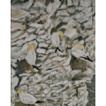 Gannets - Bempton
